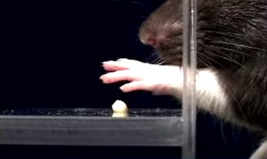 The Single Pellet Reaching Task And Why We Recommend Its Use For Motor Function Research